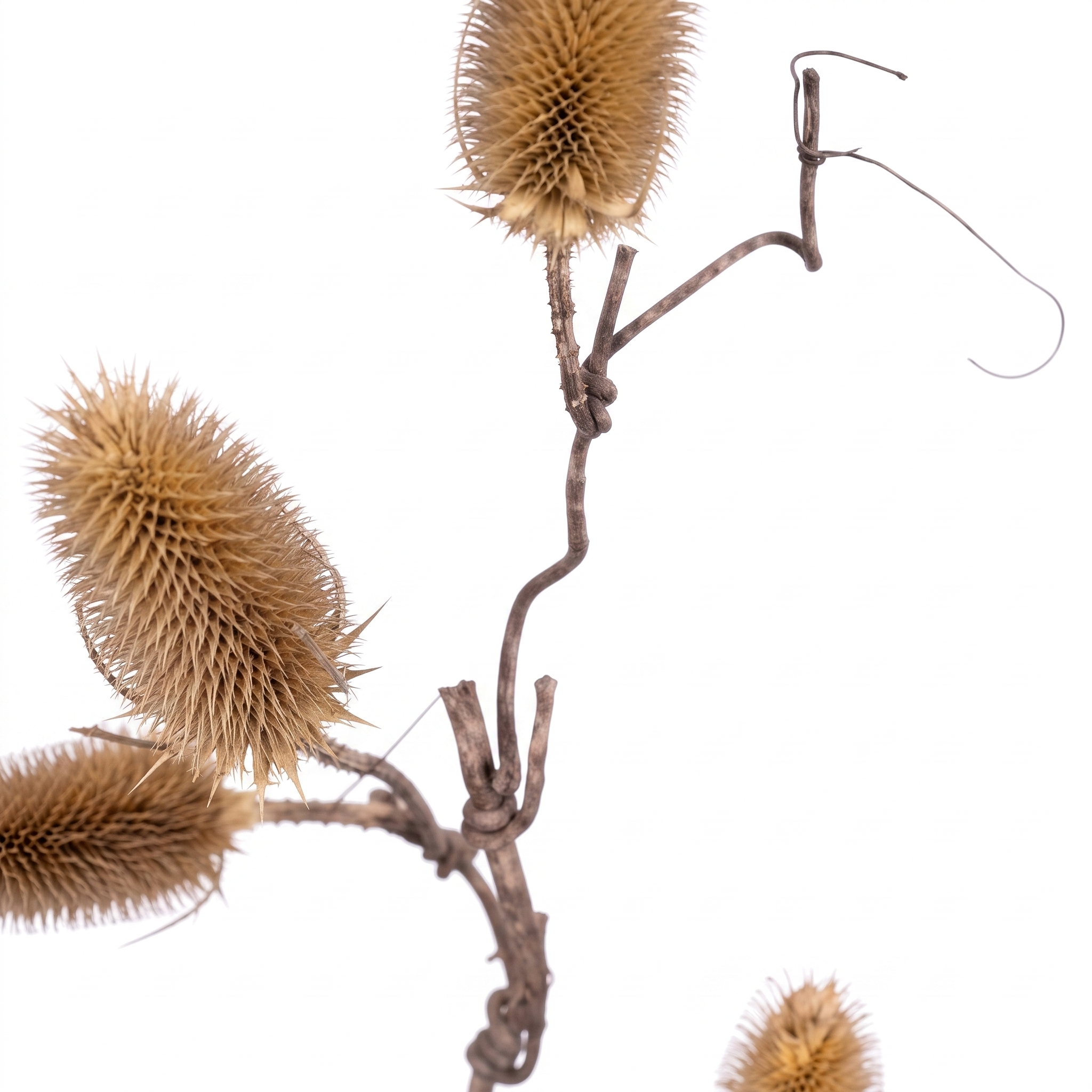 Rene Houtman Dennenappeltak | S | 75 cm | Kerstdecoratie