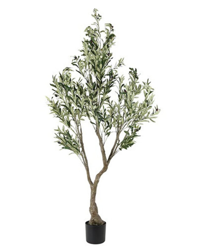 Rene Houtman Plant Olijf Groen – H184 cm