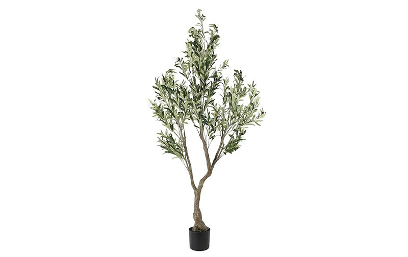 Rene Houtman Plant Olijf Groen – H184 cm