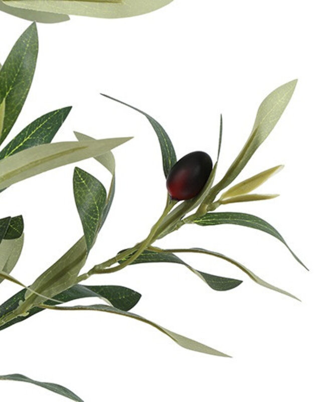 Rene Houtman Plant Olijf Groen – H184 cm
