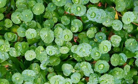 Alles wat u moet weten over COPD en zuurstof