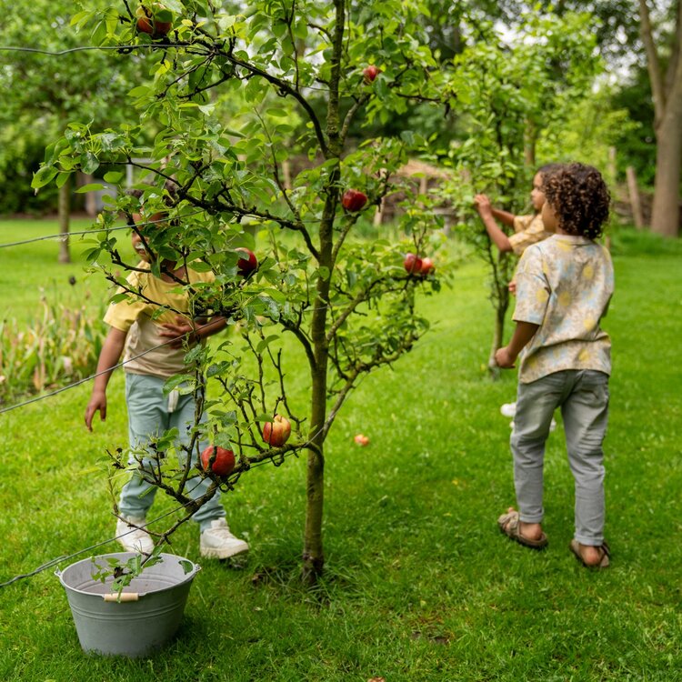 Koko Noko boys' T-shirt loose fit beige flower lime blue | P54853-37