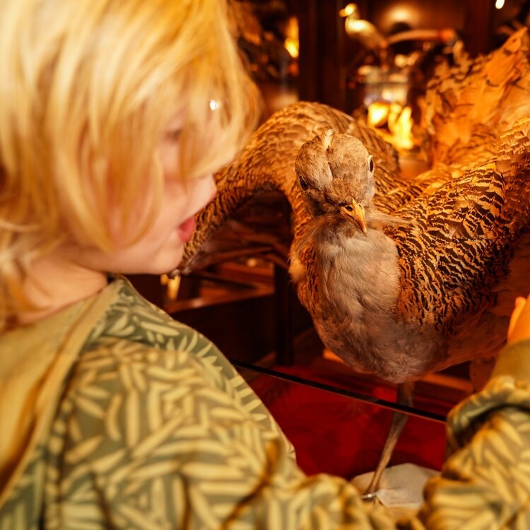 Koko Noko Jungen Hoodie Armeegrün Botanic Kapuze | O56814-37