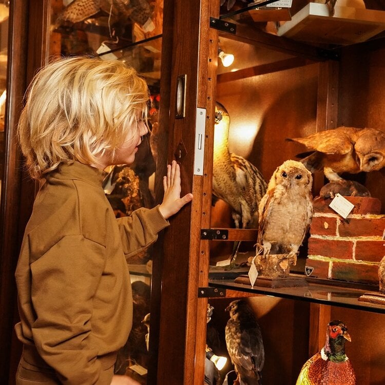 Koko Noko jongens coltrui mosterdgeel dropped shoulder | O56866-37