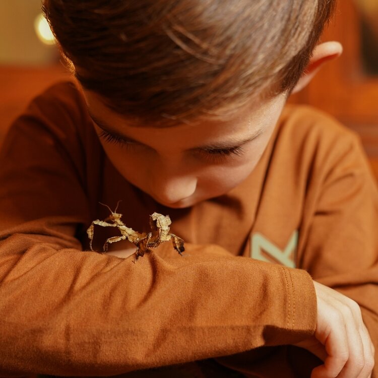 Koko Noko boys' long-sleeved shirt dark brown forest | O56883-37