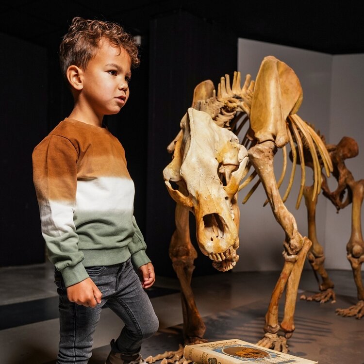 Koko Noko jongens sweater donkerbruin off white groen | O56889-37