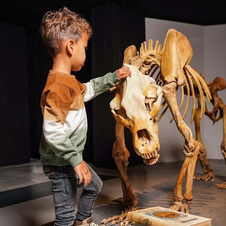 Koko Noko jongens sweater donkerbruin off white groen | O56889-37