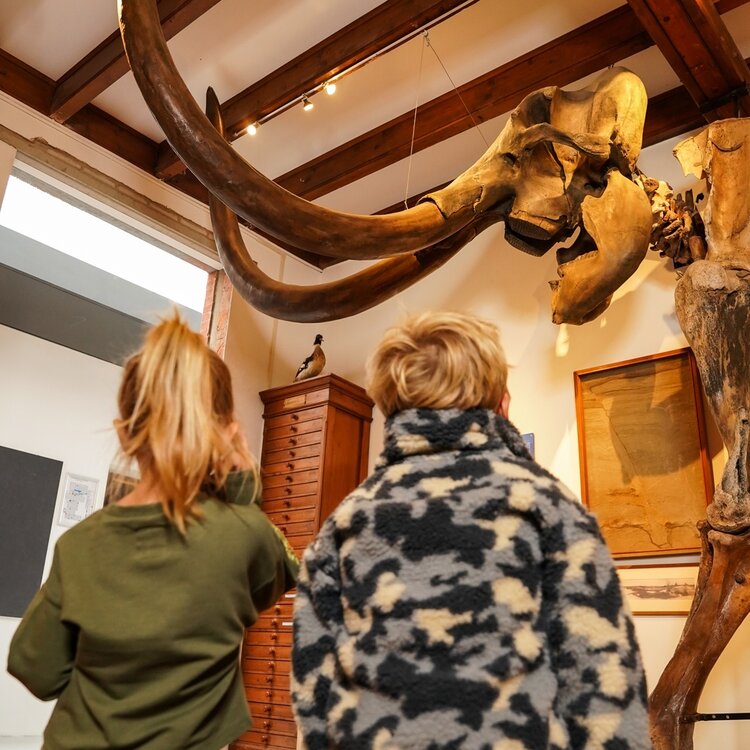 Koko Noko girls’ sweater army green dropped shoulder cropped | O56958-37