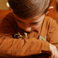 Ontmoet ons huisdier: de wandelende tak!