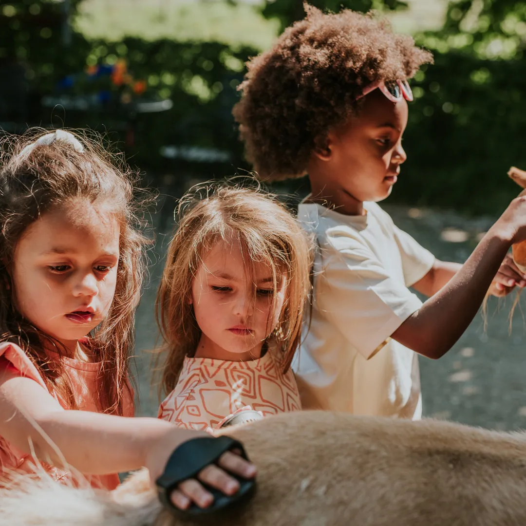 Paarden verzorgen Koko Noko