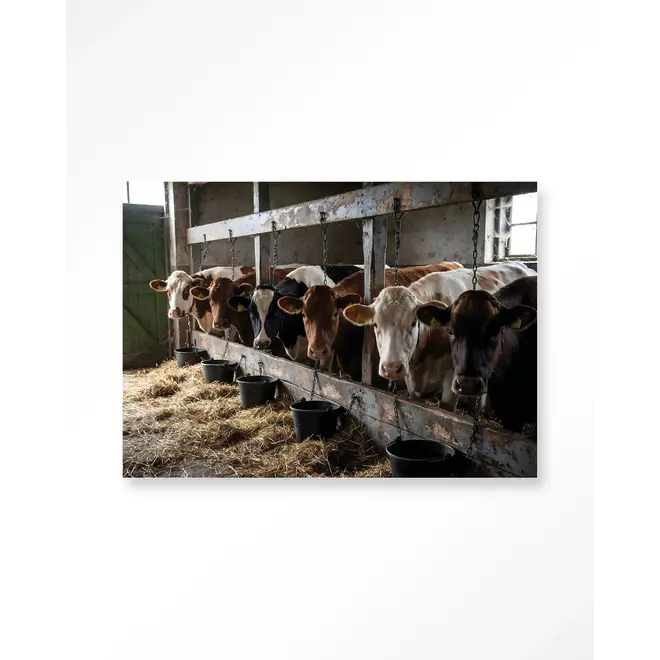 Urban Cotton Wandkleed The Cow Barn