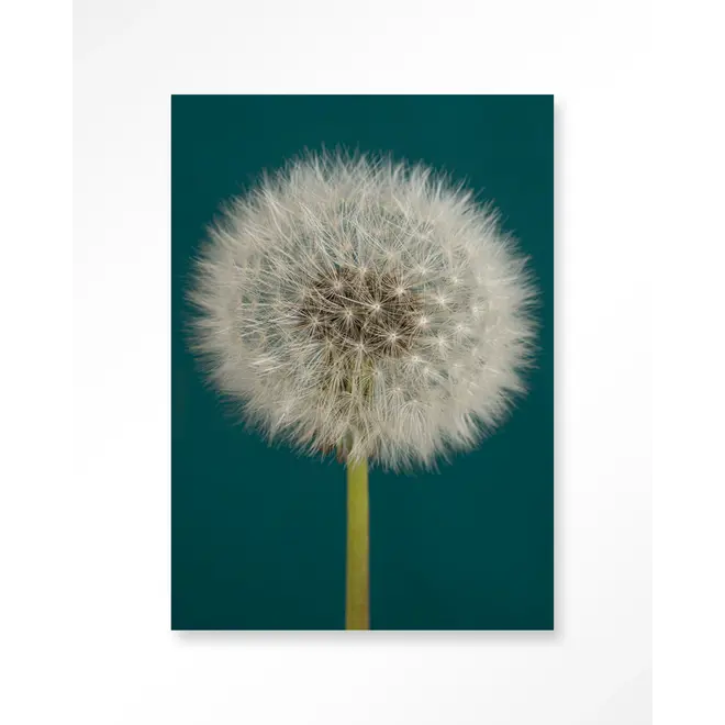 Urban Cotton Wandkleed Pluizige Paardenbloem