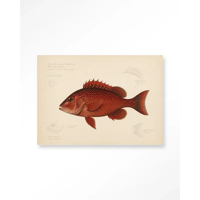 Urban Cotton Wandkleed Red Snapper