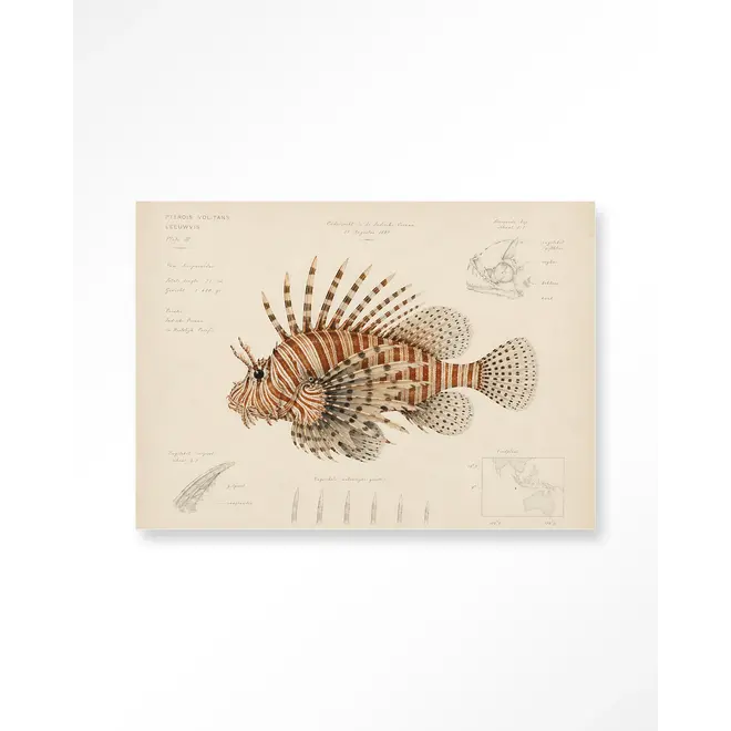 Urban Cotton Wandkleed Lion Fish