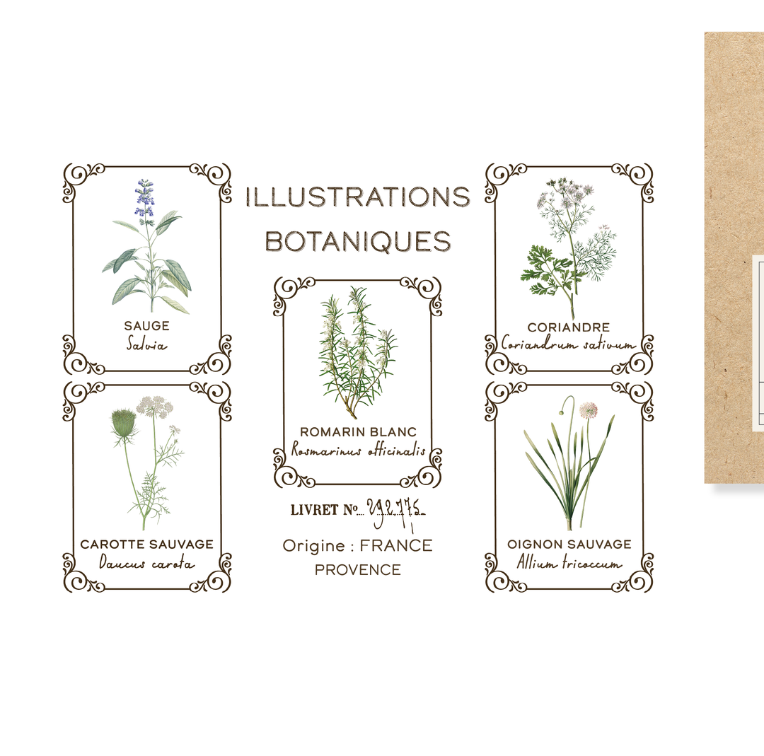 Amatxi Amatxi - Transfer A4 - Botanical Illustrations