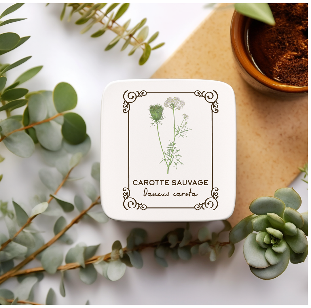 Amatxi Amatxi - Transfer A4 - Botanical Illustrations