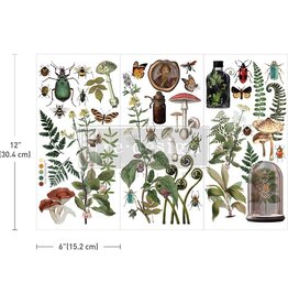 Redesign with Prima Redesign  - Transfer 6x12 - Botanical Archives