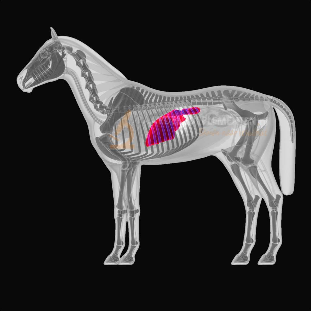 De lever en de nieren van je paard ondersteunen