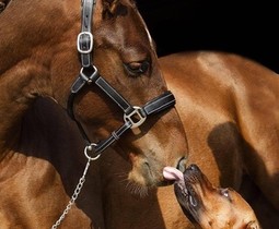 Help hengstige merries en stressgevoelige paarden