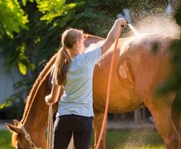 Verzorging van huid, vacht en manen