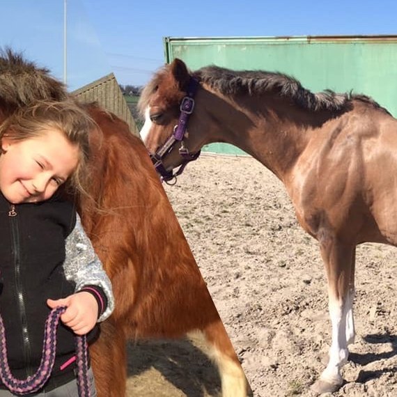 Paarden met ziekte van Cushing/ PPID