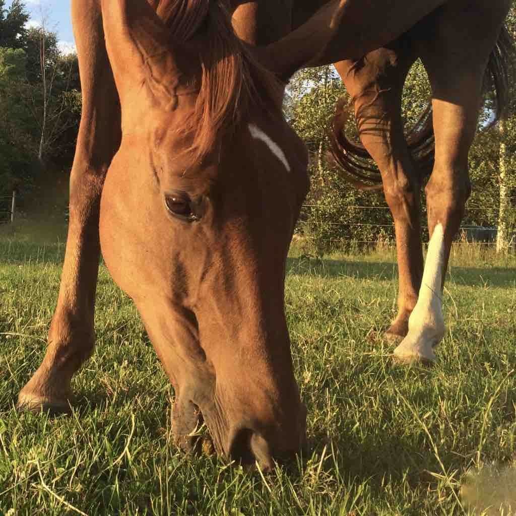 Voermanagement Paarden: Maak het verschil!