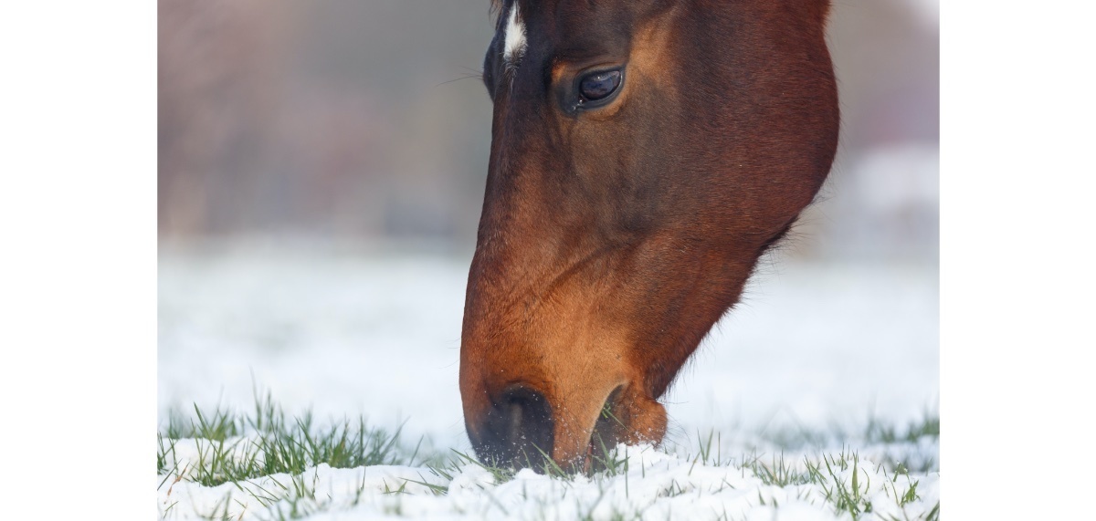 10 tips over paarden in de winter voeren 