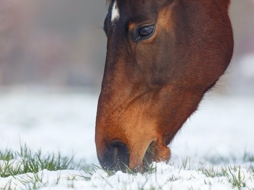 10 tips over paarden in de winter voeren 