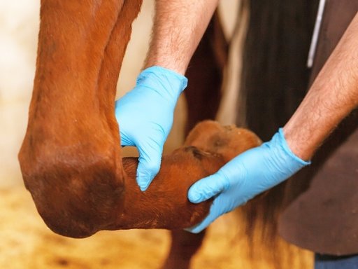 Check ligament paard | Hoe kan ik ondersteunen?