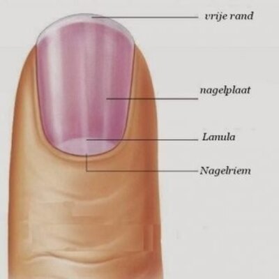 Opbouw van de nagels