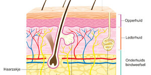 De opbouw van de huid