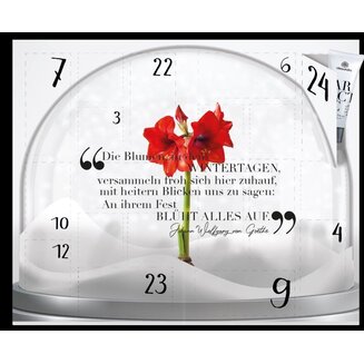 Adventskalender Standard Artic Christmas