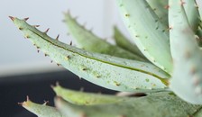 Aloe vera