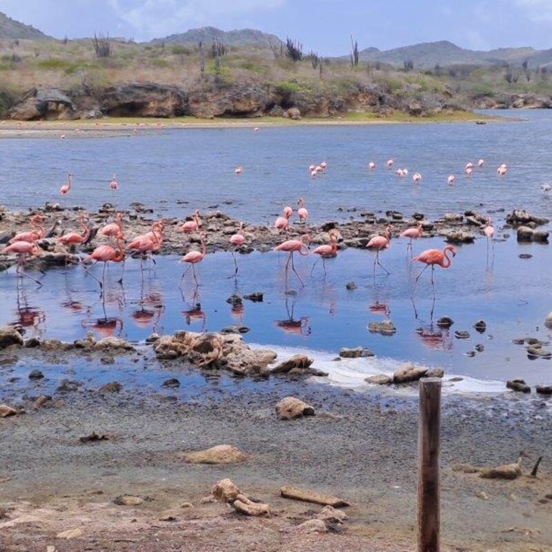 Mijn Bonaire reis; tips over leuke plekjes, restaurantjes en goede zonverzorging