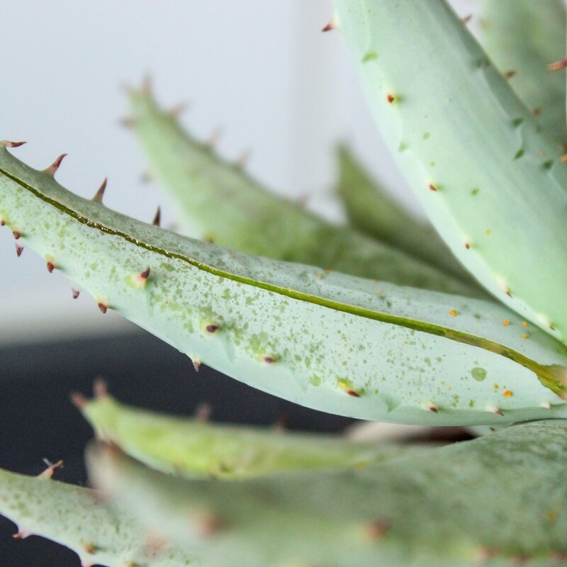 Alles, was Sie über Aloe Vera für Haut und Haare wissen möchten