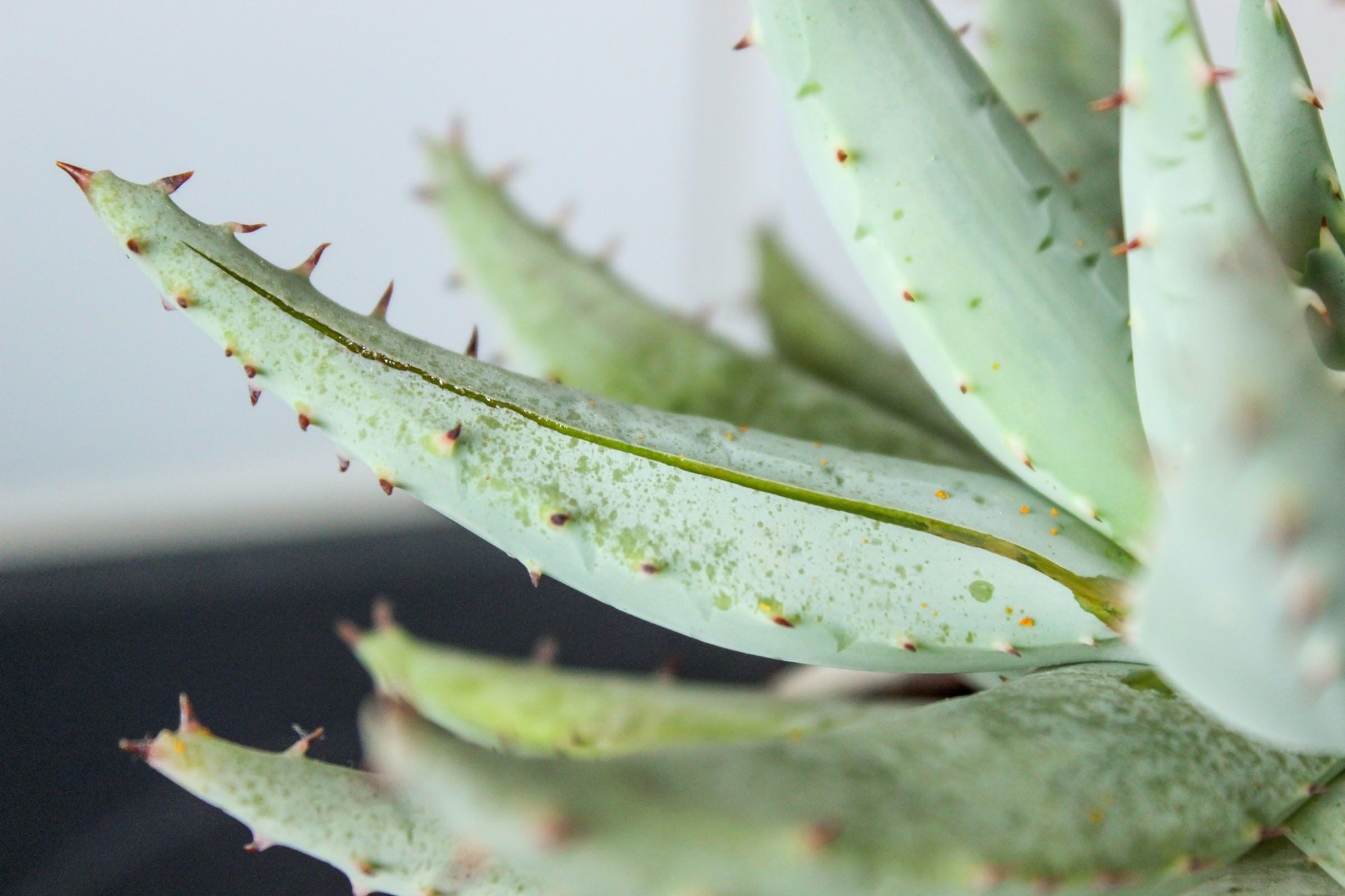 Alles, was Sie über Aloe Vera für Haut und Haare wissen möchten