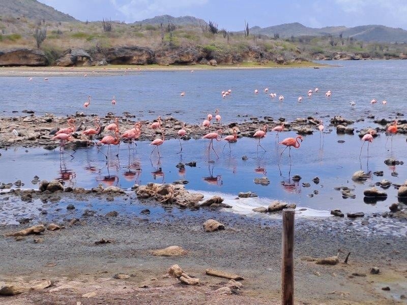 Meine Reise nach Bonaire: Tipps zu schönen Orten, Restaurants und guter Sonnenschutzpflege