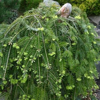 Abies alba Pendula