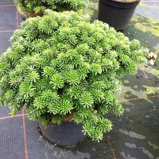 Abies balsamea 'Brilliant'