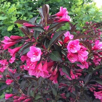 Weigela florida 'Alexandra'®