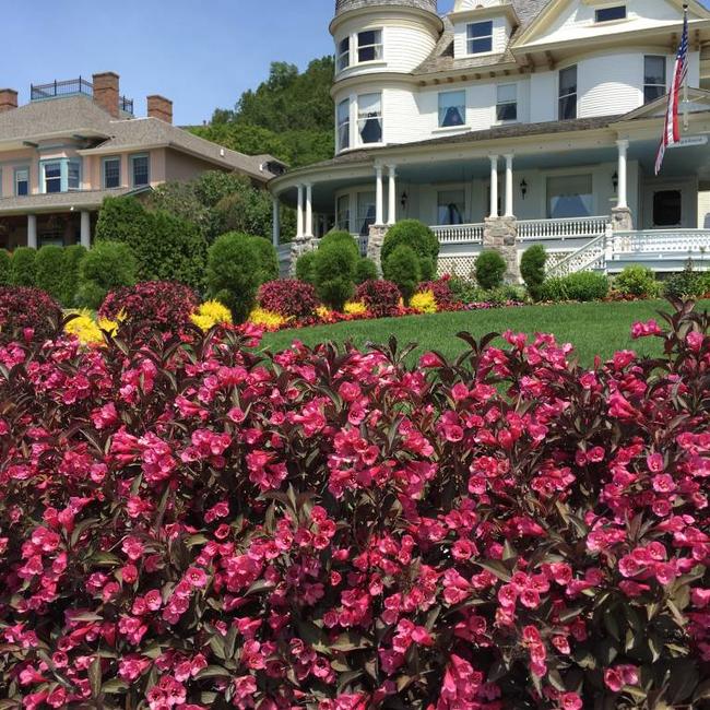 Weigela florida 'Alexandra'®