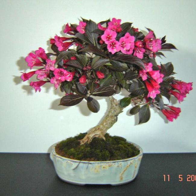 Weigela florida 'Alexandra'®