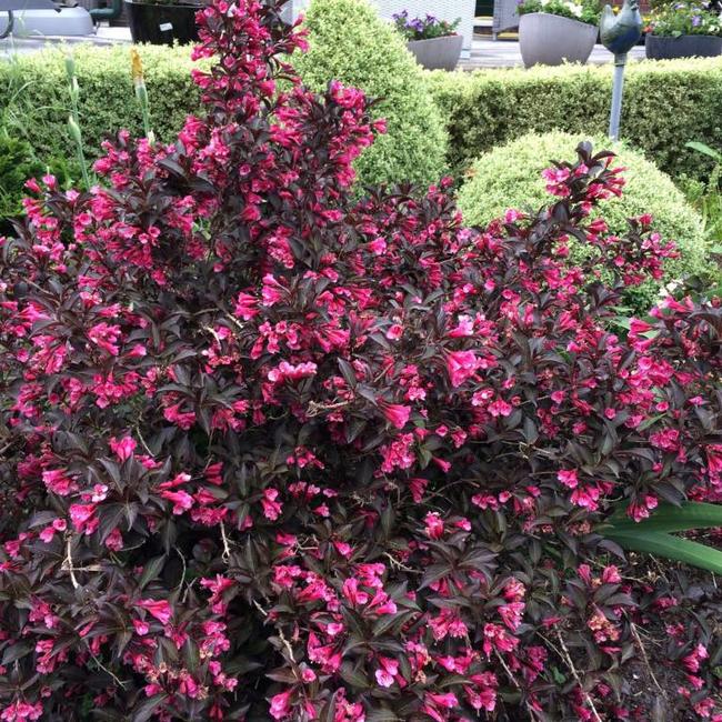 Weigela florida 'Alexandra'®
