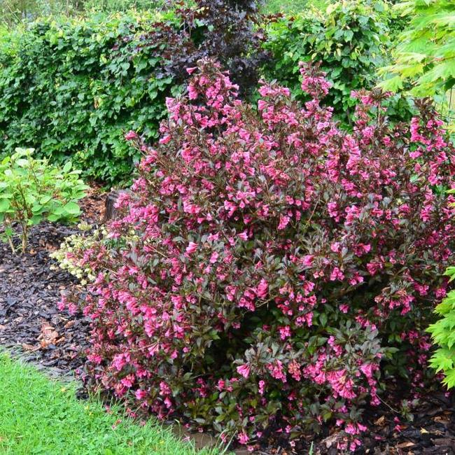 Weigela florida 'Alexandra'®