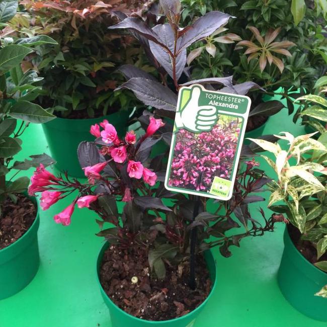 Weigela florida 'Alexandra'®