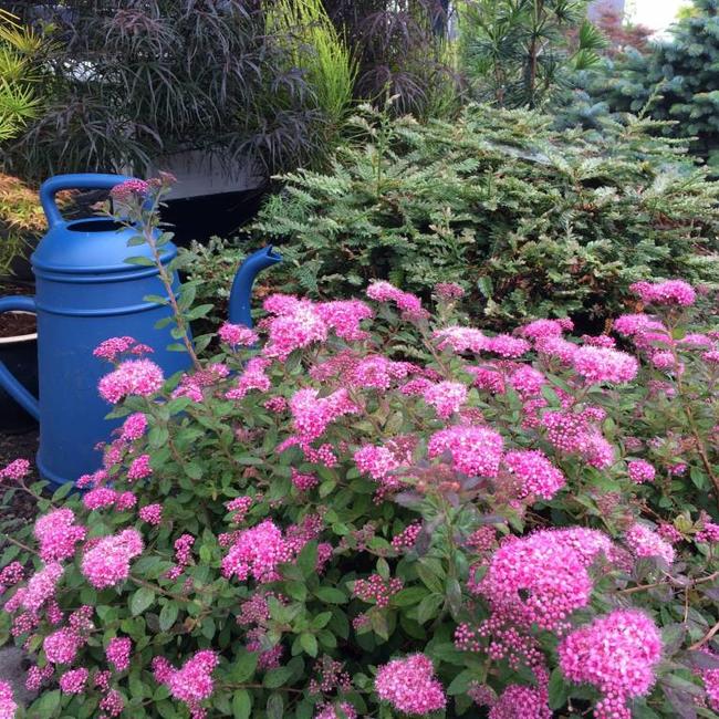 Spiraea japonica 'Odessa' ® PBR