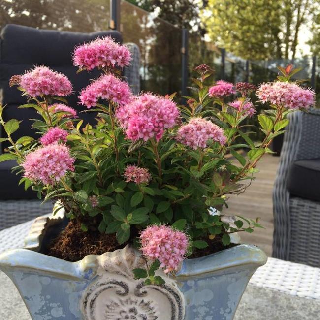 Spiraea japonica 'Odessa' ® PBR