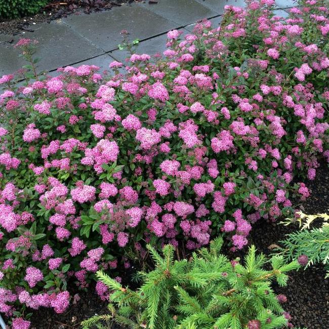 Spiraea japonica 'Odessa' ® PBR