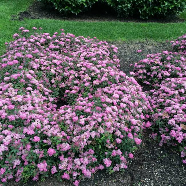 Spiraea japonica 'Odessa' ® PBR