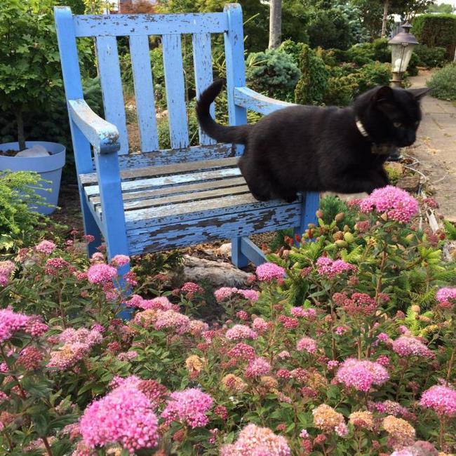 Spiraea japonica 'Odessa' ® PBR